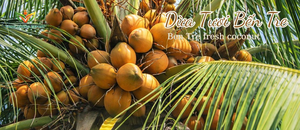 dừa xiêm đỏ tươi