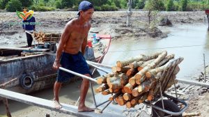 cây gỗ đước được cắt với kích thước đều nhau