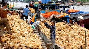 thu hoạch dừa bến tre