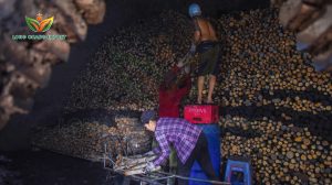 xếp củi đước vào lò đốt than