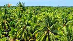 xứ dừa bến tre